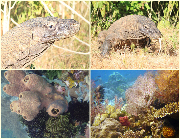 Rinca-Komodo und Tauchen